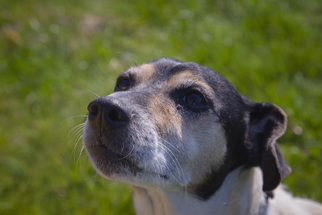 Jack Russell Terrier Dogs for adoption in Holland, MI, USA