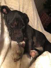 Medium Photo #1 American Pit Bull Terrier Puppy For Sale in Sylmar, CA, USA