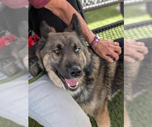 Siberian Husky Dogs for adoption in Downey, CA, USA