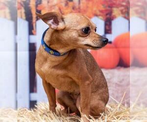 Chiweenie Dogs for adoption in Mooresville, NC, USA