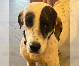 Greyhound-Pointer Mix Dogs for adoption in Decatur, GA, USA