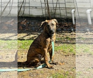 Boxador Dogs for adoption in Woodbury, NY, USA