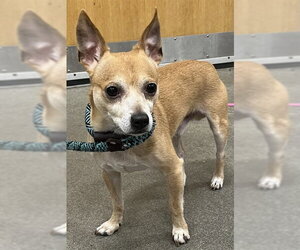Chihuahua Dogs for adoption in Forestville, MD, USA