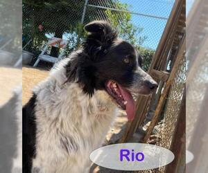 Border-Aussie Dogs for adoption in Sacramento, CA, USA