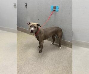 American Pit Bull Terrier-Unknown Mix Dogs for adoption in Las Vegas, NV, USA
