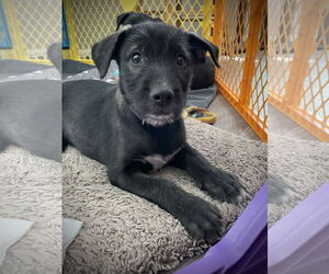 Mutt Dogs for adoption in The Woodlands, TX, USA