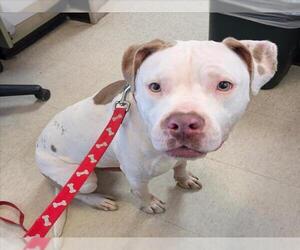 American Pit Bull Terrier Dogs for adoption in Plano, TX, USA
