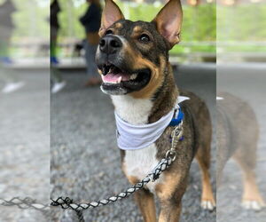 Mutt Dogs for adoption in Oak Bluffs, MA, USA