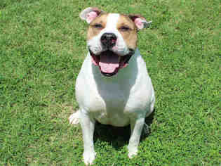 American Bulldog Dogs for adoption in Edmond, OK, USA