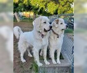 Great Pyrenees Dogs for adoption in Hamilton, MT, USA