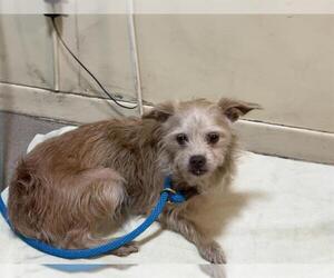 Mutt Dogs for adoption in Pasadena, CA, USA