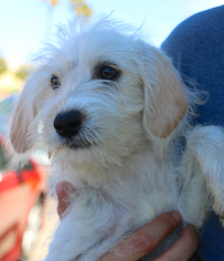 Beagle-Unknown Mix Dogs for adoption in El Cajon, CA, USA