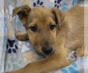 Labrador Retriever-Unknown Mix Dogs for adoption in Thief River Falls, MN, USA