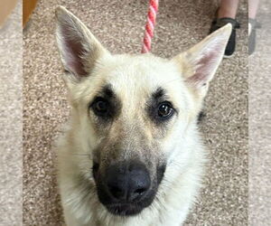 German Shepherd Dog Dogs for adoption in Martinsburg, WV, USA