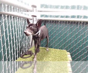 Chihuahua Dogs for adoption in Downey, CA, USA