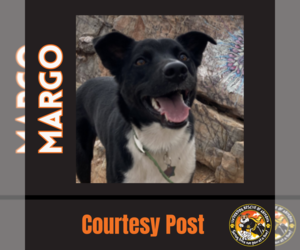 Border-Aussie Dogs for adoption in Chandler, AZ, USA