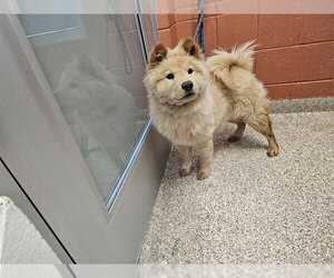 Chow Chow Dogs for adoption in Pueblo, CO, USA