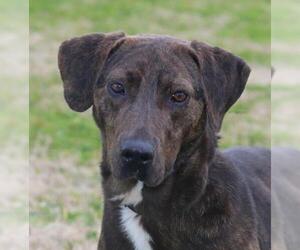 Labrador Retriever-Mountain Cur Mix Dogs for adoption in Natchitoches, LA, USA