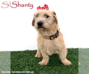 Norfolk Terrier-Unknown Mix Dogs for adoption in San Diego, CA, USA