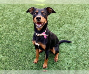 Doberman Pinscher-Unknown Mix Dogs for adoption in Moreno Valley, CA, USA