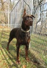 Doberman Pinscher Dogs for adoption in Stroudsburg, PA, USA