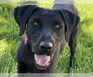 Labrador Retriever-Unknown Mix Dogs for adoption in Pueblo, CO, USA