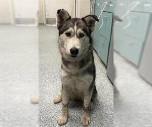 Siberian Husky Dogs for adoption in Long Beach, CA, USA