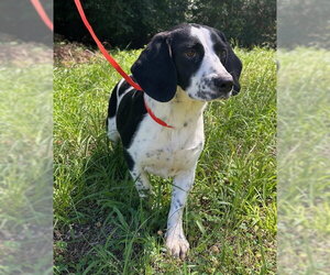 Bagle Hound Dogs for adoption in Wetumpka, AL, USA