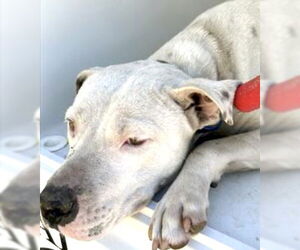 American Pit Bull Terrier Dogs for adoption in Houston, TX, USA