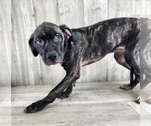 Catahoula Leopard Dog-Plott Hound Mix Dogs for adoption in columbia, SC, USA