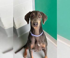 Doberman Pinscher-Unknown Mix Dogs for adoption in Visalia, CA, USA
