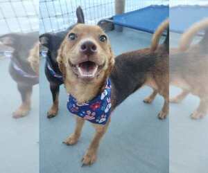 Chiweenie Dogs for adoption in oakland, FL, USA
