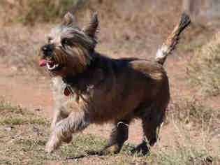 Cairn Terrier Dogs for adoption in Santa Fe, NM, USA