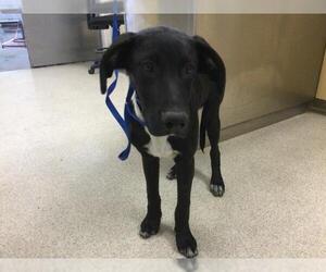 Mutt Dogs for adoption in Riverside, CA, USA