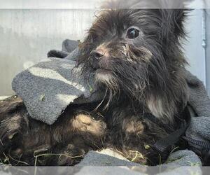 Papillon-Unknown Mix Dogs for adoption in San Antonio, TX, USA