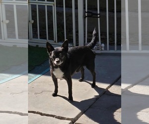 Chihuahua Dogs for adoption in MIDWAY, UT, USA