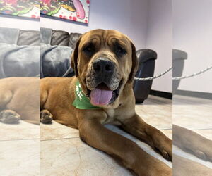 Mastiff Dogs for adoption in Goodyear, AZ, USA