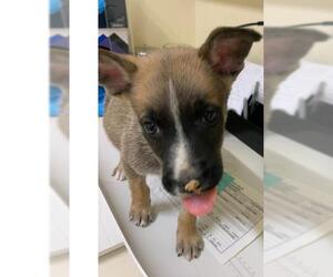 Anatolian Shepherd Dogs for adoption in Fremont, CA, USA