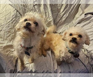 Maltipoo Dogs for adoption in Waterloo, IA, USA