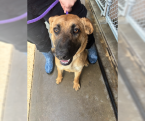 Mutt Dogs for adoption in Las Vegas, NM, USA