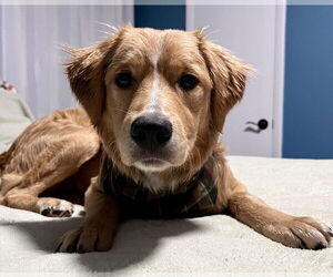 Golden Retriever-Unknown Mix Dogs for adoption in Brooklyn Center, MN, USA