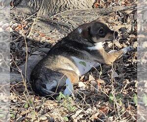 Chihuahua-Unknown Mix Dogs for adoption in San Antonio, TX, USA