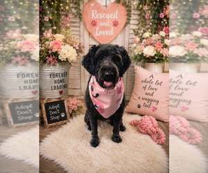 Labradoodle Dogs for adoption in Rustburg, VA, USA