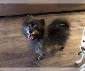 Pomeranian Dogs for adoption in Boise, ID, USA