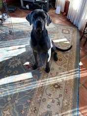 Great Dane Dogs for adoption in Minneapolis, MN, USA