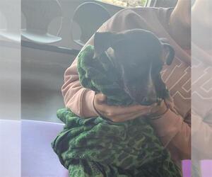 Labrador Retriever Dogs for adoption in Houston, TX, USA