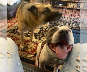 American Bulldog Dogs for adoption in Phoenix, AZ, USA