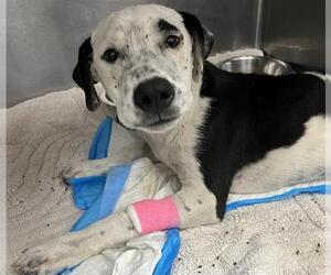 Labrador Retriever-Unknown Mix Dogs for adoption in San Antonio, TX, USA