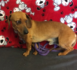 Medium Photo #1 Basschshund Puppy For Sale in Amarillo, TX, USA