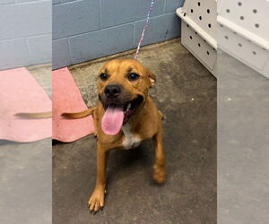 Boxer-Unknown Mix Dogs for adoption in Evansville, IN, USA